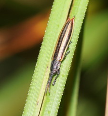 Eurispa vittata