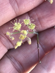 Eriogonum deserticola