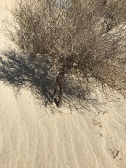 Eriogonum deserticola