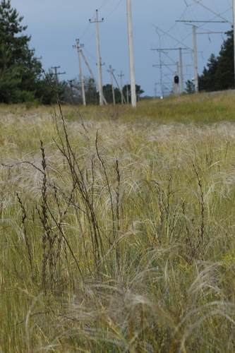 Image of Feathergrass by (c) Евгений Рыбальченко, some rights reserved (CC BY)