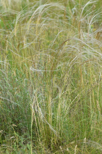 Image of Stipa borysthenica by (c) Евгений Рыбальченко, some rights reserved (CC BY)