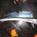 Longnose Lancetfish - Photo (c) Gonzalo Mucientes Sandoval, some rights reserved (CC BY-NC-SA), uploaded by Gonzalo Mucientes Sandoval