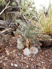 Astragalus newberryi