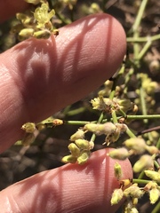 Eriogonum deserticola