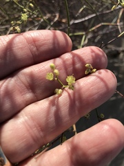 Eriogonum deserticola