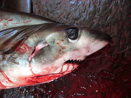 Bigeye thresher (Alopias superciliosus) — Alopiidae — 2