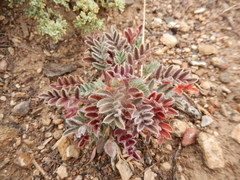 Astragalus newberryi