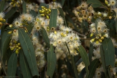 Eucalyptus melliodora