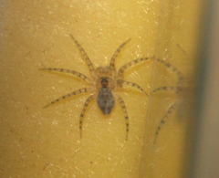 Oecobius navus