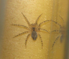 Oecobius navus