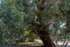 Eucalyptus melliodora