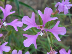 Clarkia pulchella