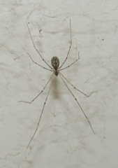 Holocnemus pluchei