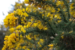 Ulex europaeus