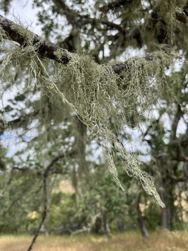 iNaturalist observation photo of lace lichen
