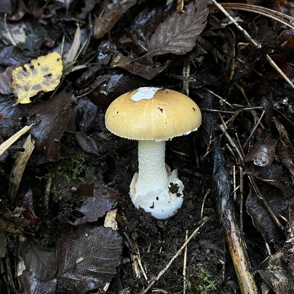 Amanita diemii · June 2023 · photo: © cristianriquelme (iNaturalist, cc-by)