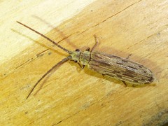 Tenomerga cinerea