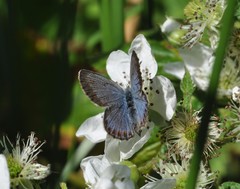 Plebejus idas
