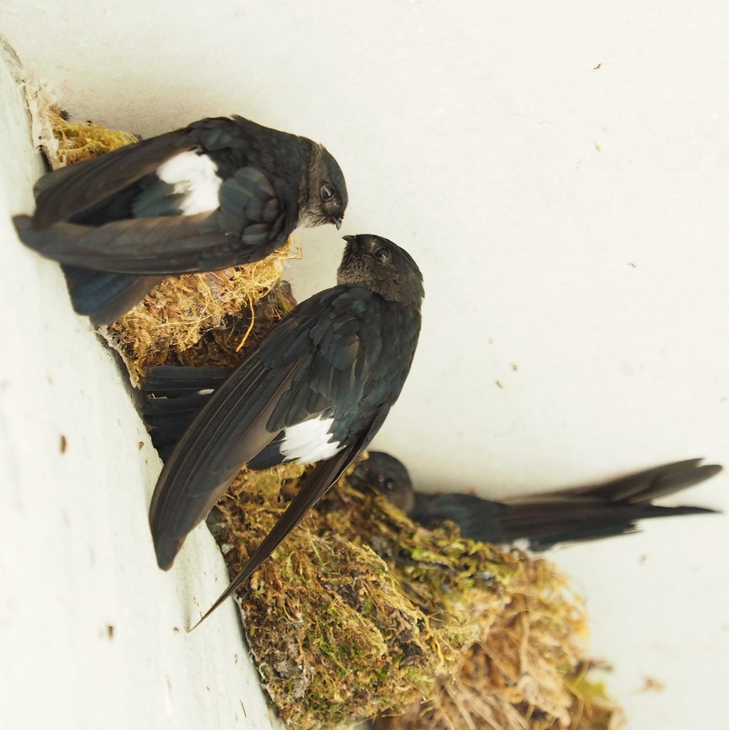 Satin Swiftlet photo