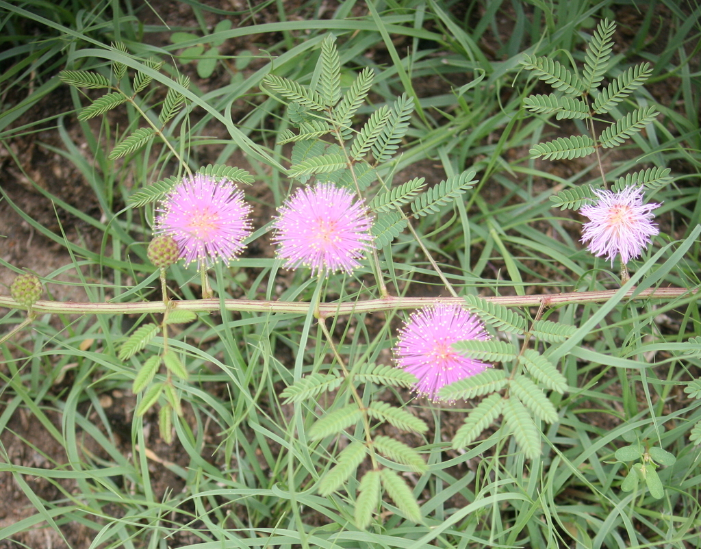 Catclaw Briar from Activity Center Barns, Guymon, OK 73942, USA on June