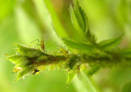 Braconid wasp