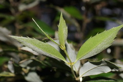 Atherosperma moschatum moschatum