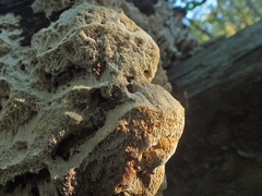 Oxyporus latemarginatus image