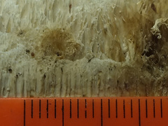 Oxyporus latemarginatus image