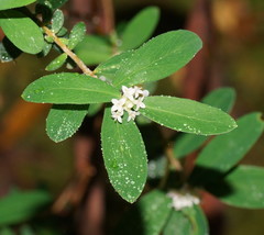 Pimelea drupacea