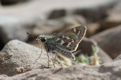 Hesperia uncas macswaini