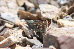 Hesperia uncas macswaini