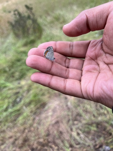 iNaturalist observation photo of Polyommatina