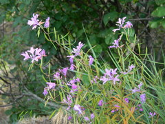 Clarkia pulchella
