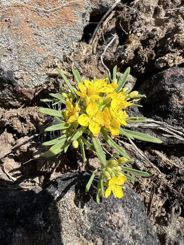 Image of Neoholmgrenia hilgardii by no rights reserved