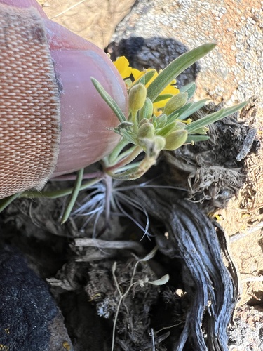 Image of Neoholmgrenia hilgardii by no rights reserved