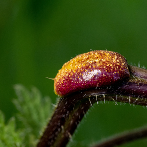Nettle Clustercup Rust fungus
