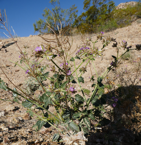 Goosefoot Moonpod (Acleisanthes chenopodioides)
