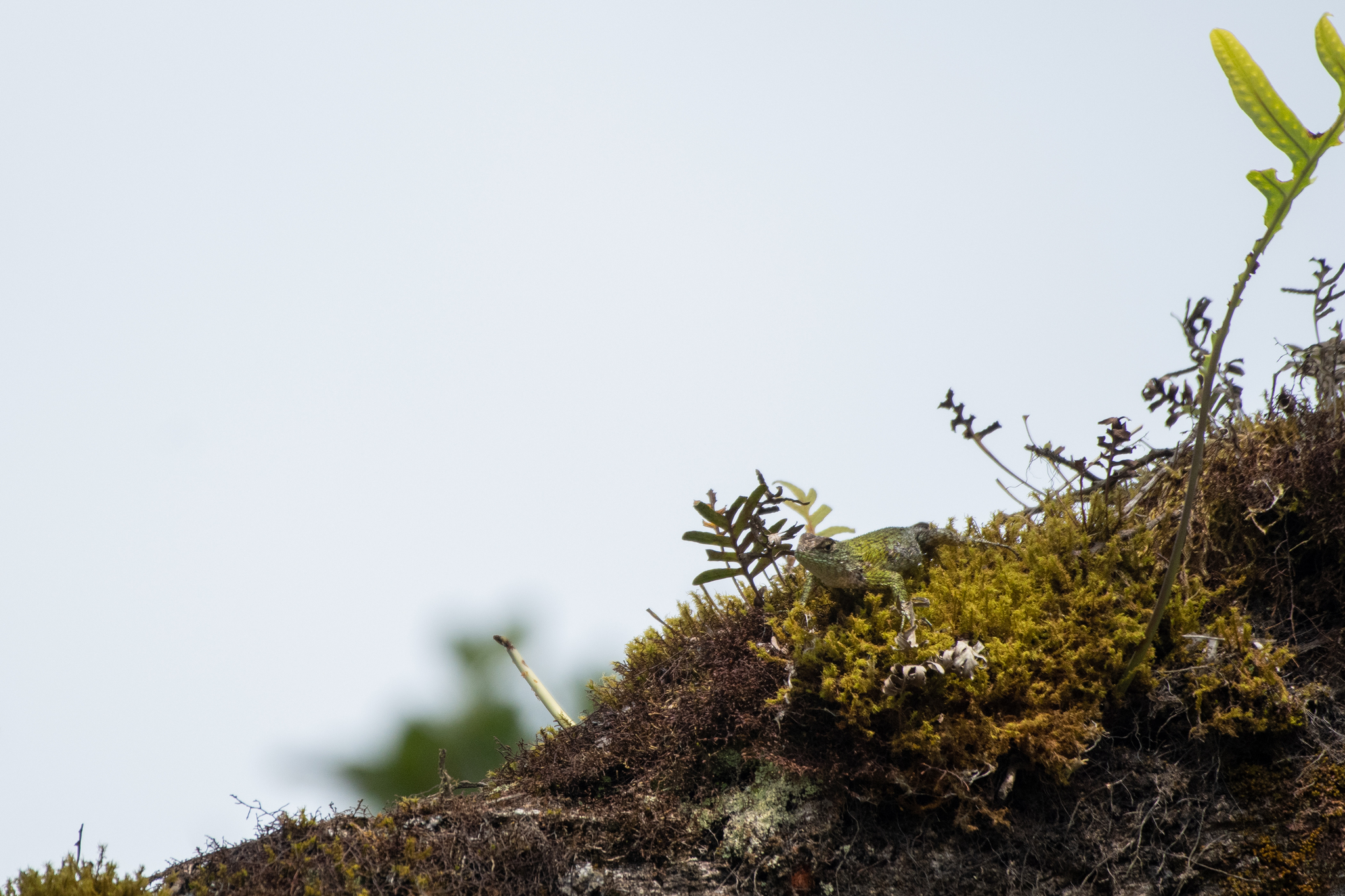 Lenca Emerald Spiny Lizard photo 4