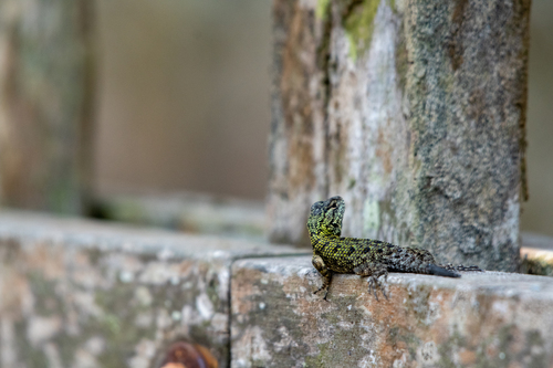 Lenca Emerald Spiny Lizard, Sceloporus esperanzae