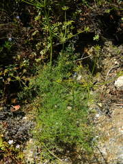 Lomatium brunsfeldianum