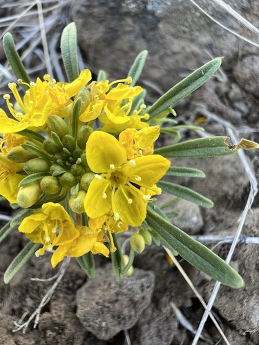 Image of Neoholmgrenia hilgardii by no rights reserved