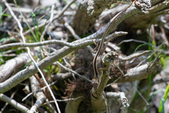 Berta's Anole photo 2