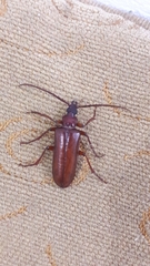 Mysteria cylindripennis