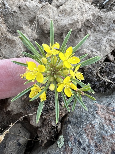 Image of Neoholmgrenia hilgardii by no rights reserved
