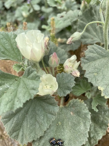iNaturalist observation photo of alkali mallow