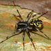 Davies' Ant Spider - Photo (c) Steve Kerr, some rights reserved (CC BY), uploaded by Steve Kerr