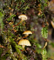 Xeromphalina leonina