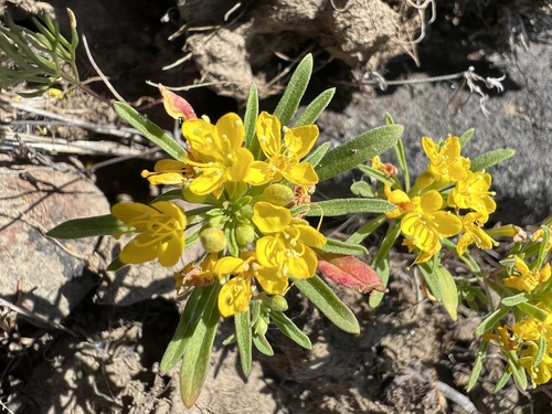 Hilgard's Suncup (Neoholmgrenia hilgardii)