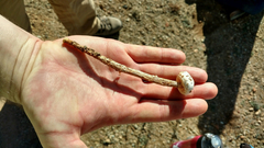 Battarreoides diguetii