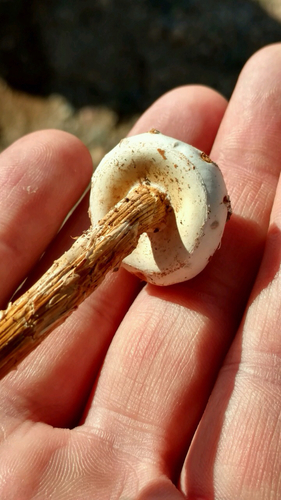 Saltshaker Stiltball